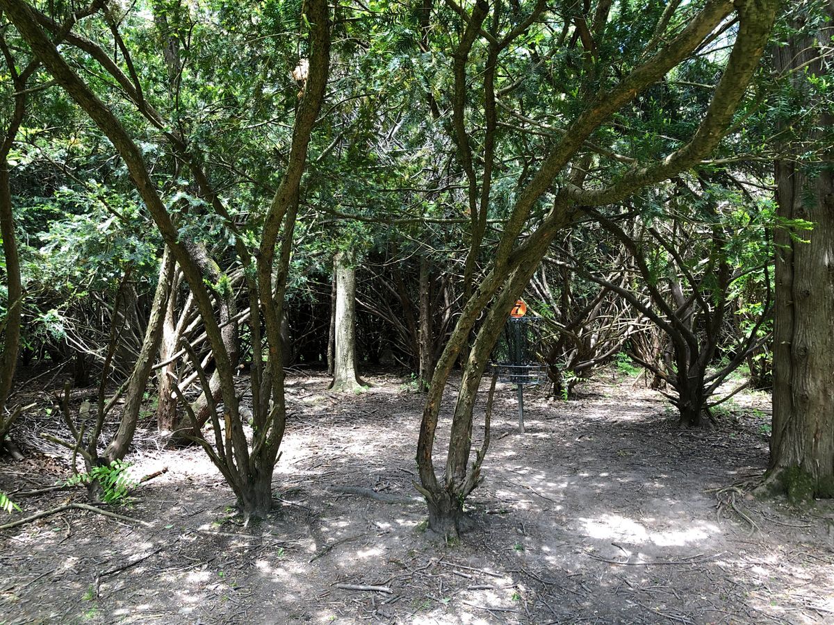 Hole 7 basket