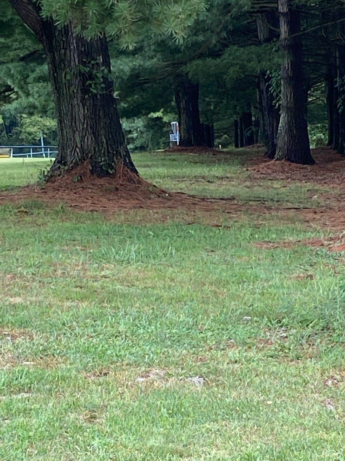 11 fairway