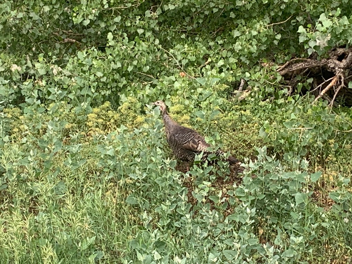 Turkey and chicks on hole 8.