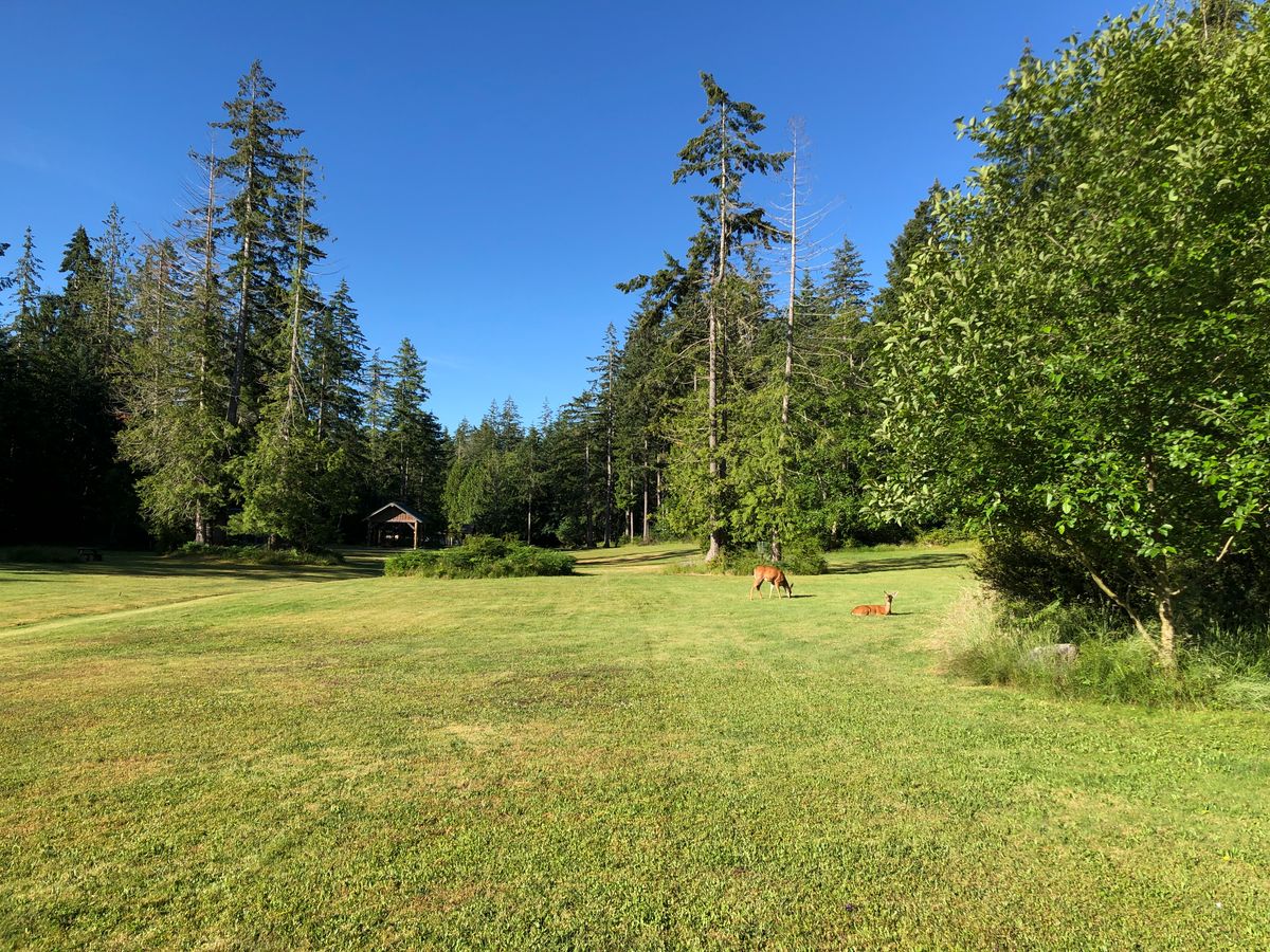 A couple of deer joined my round.