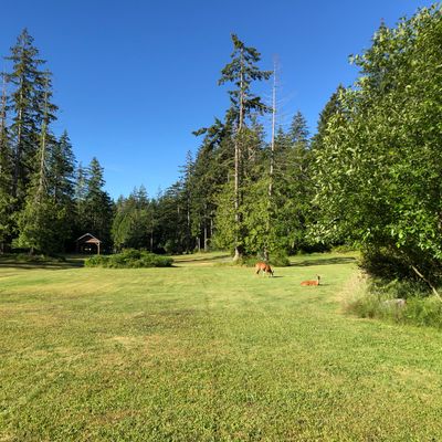 A couple of deer joined my round.
