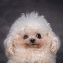 User avatar image
