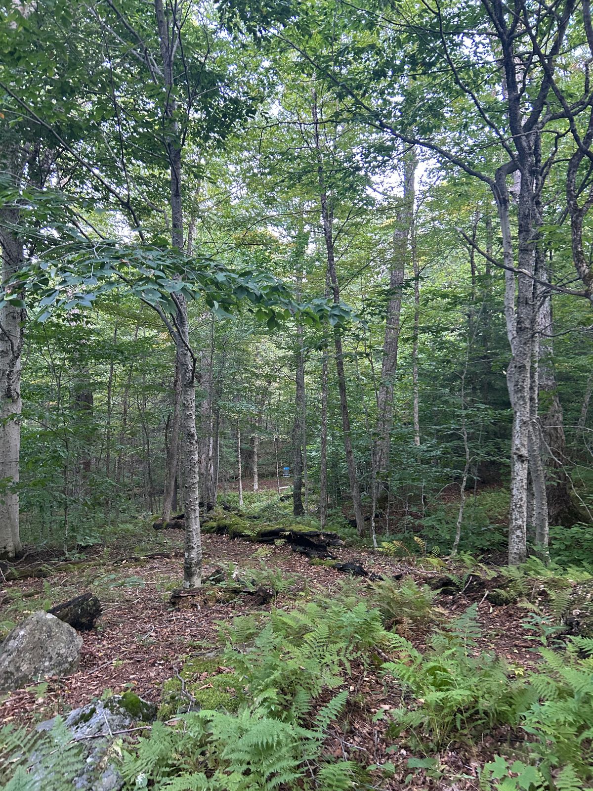 Hole 15 tee