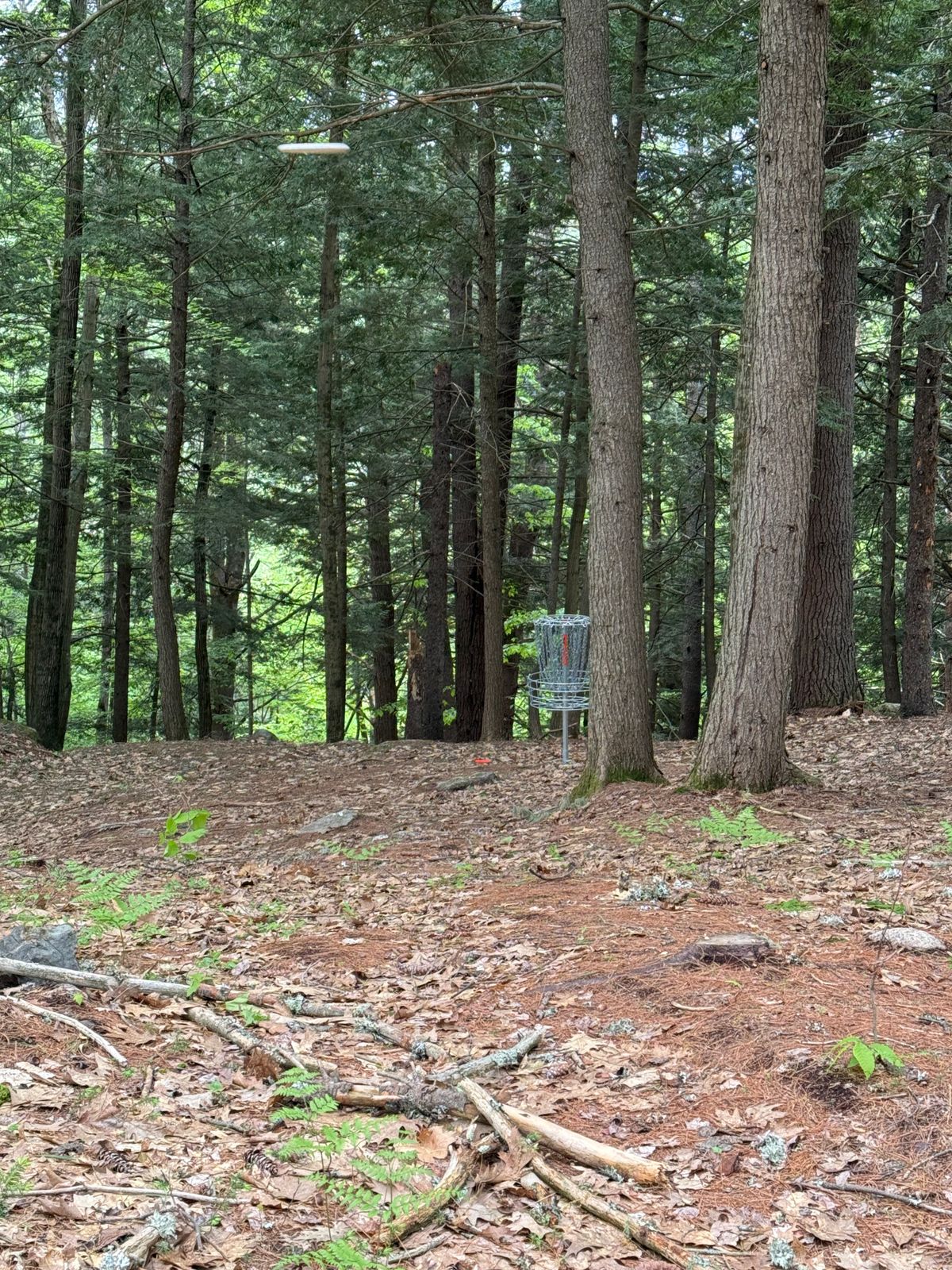 Hole 14 Green
