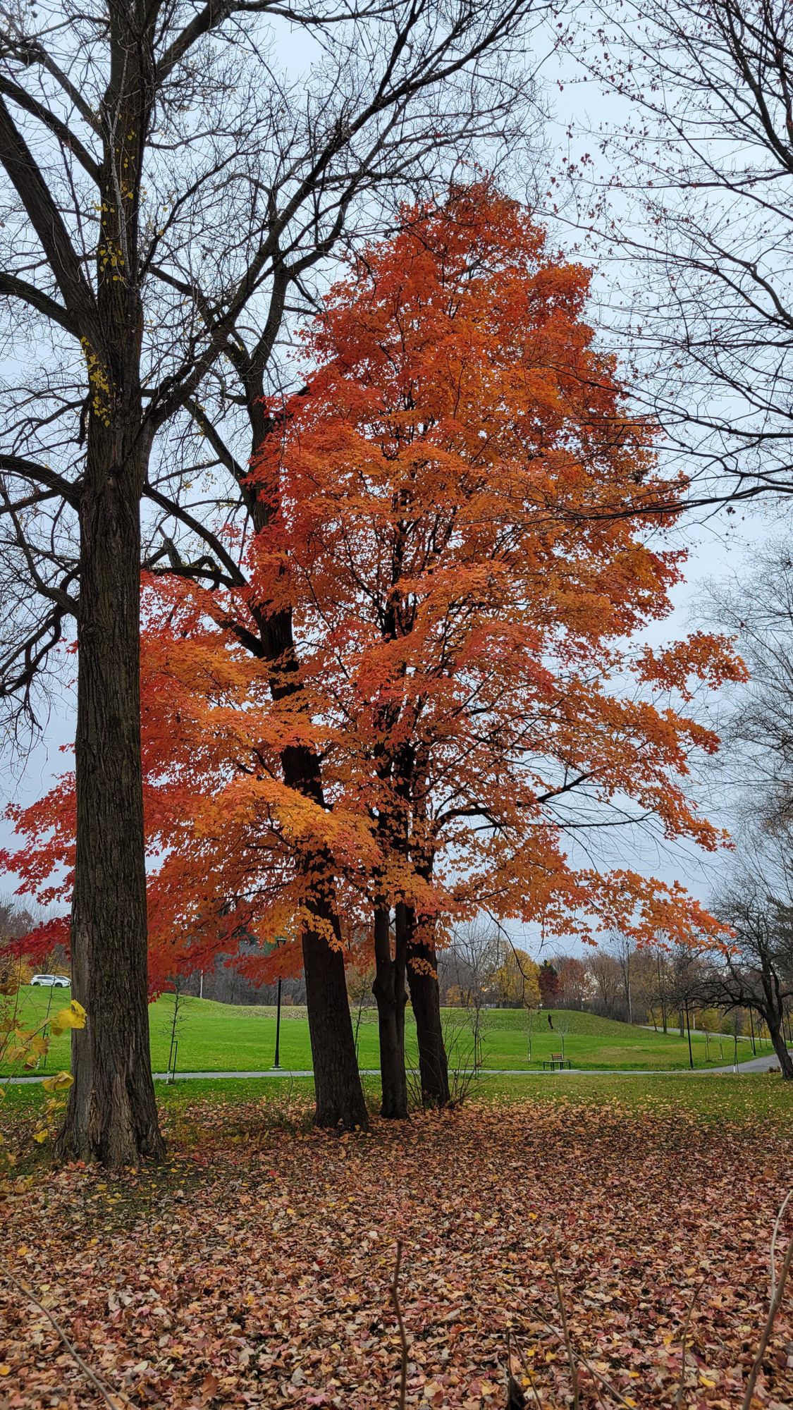 Fairway tree