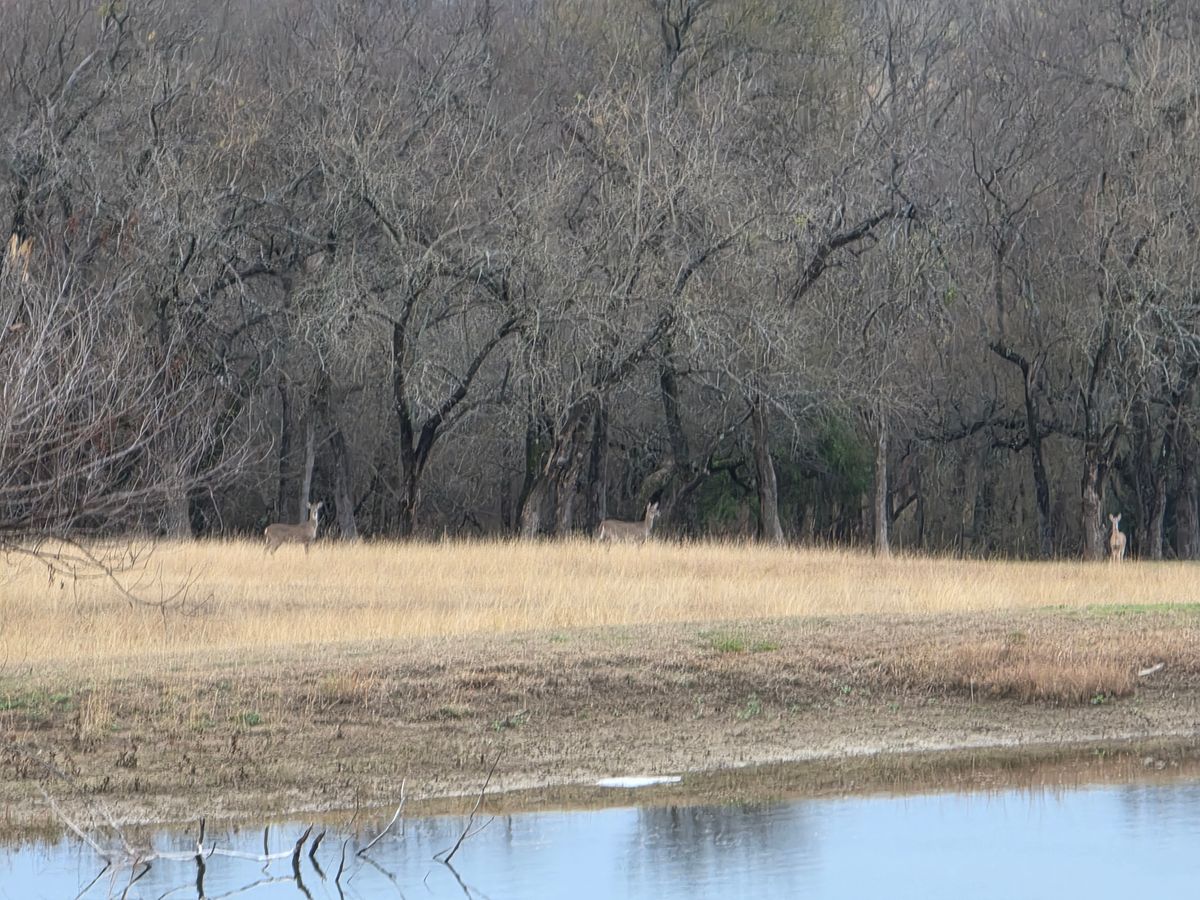 deer in hole 2's fairway