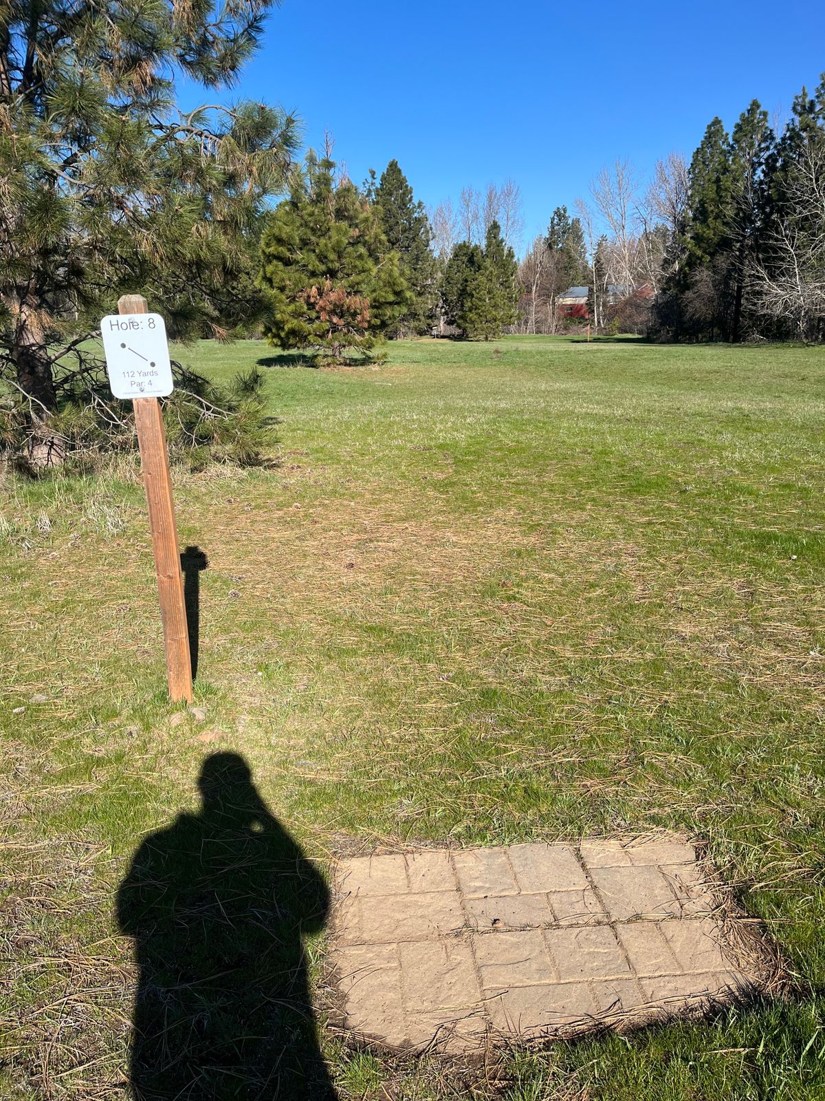 Hole 8 tee pad looking towards basket protected by a group tree