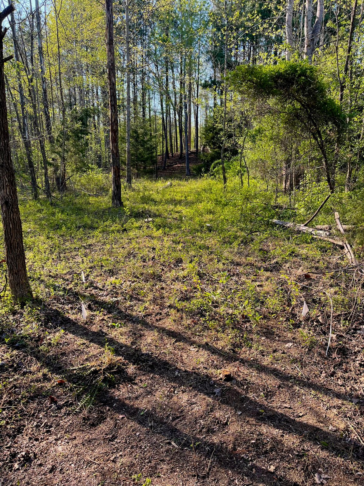 Hole 4 White