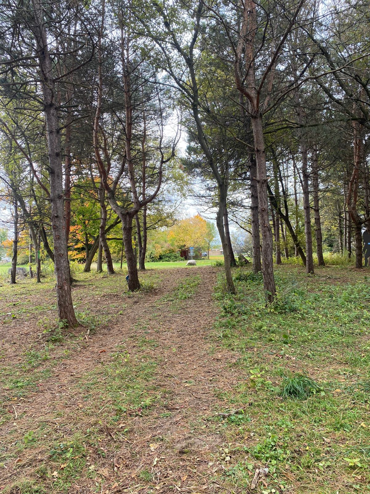Hole 3 Basket from up fairway