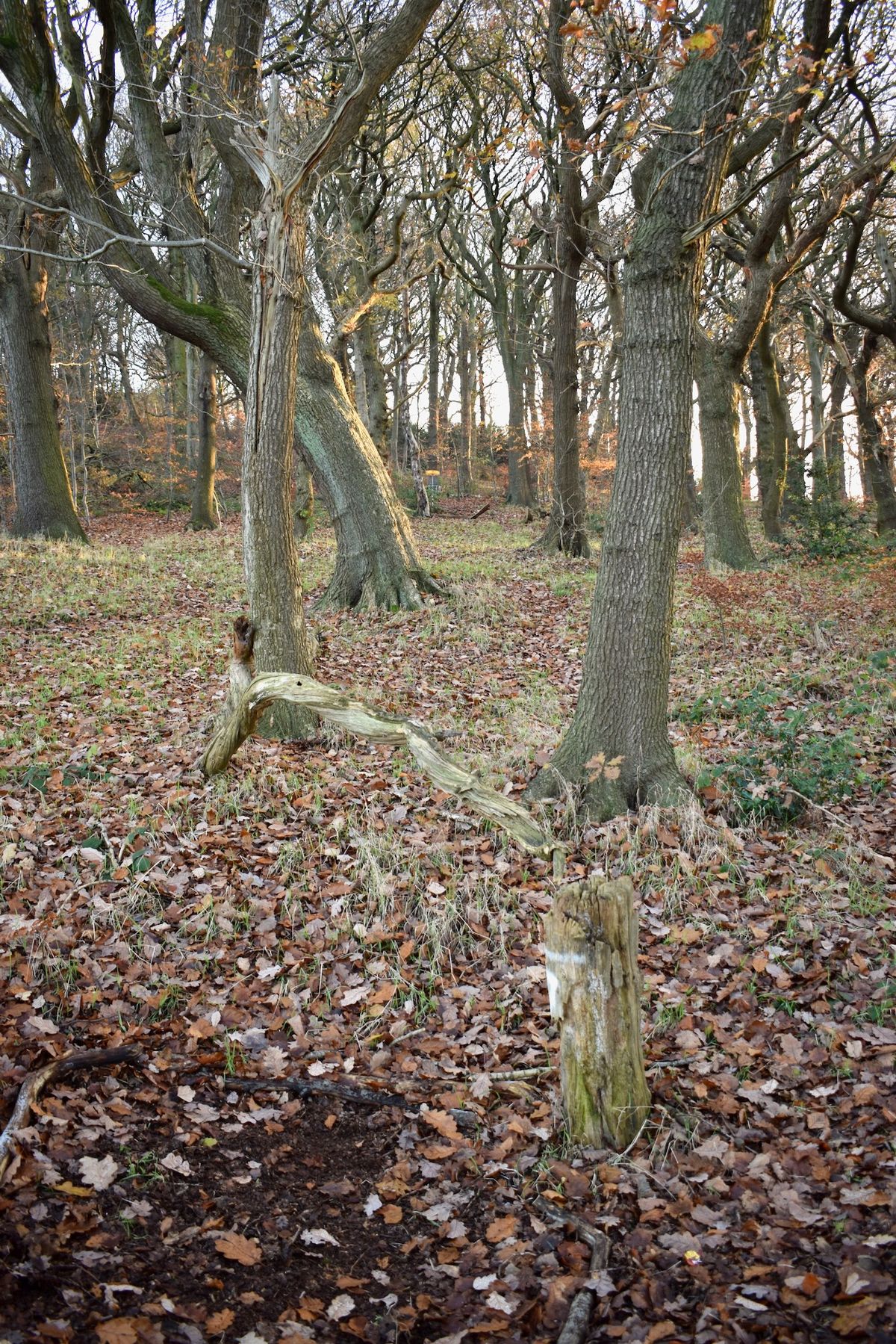 Four Stumps Hole 7 tee.