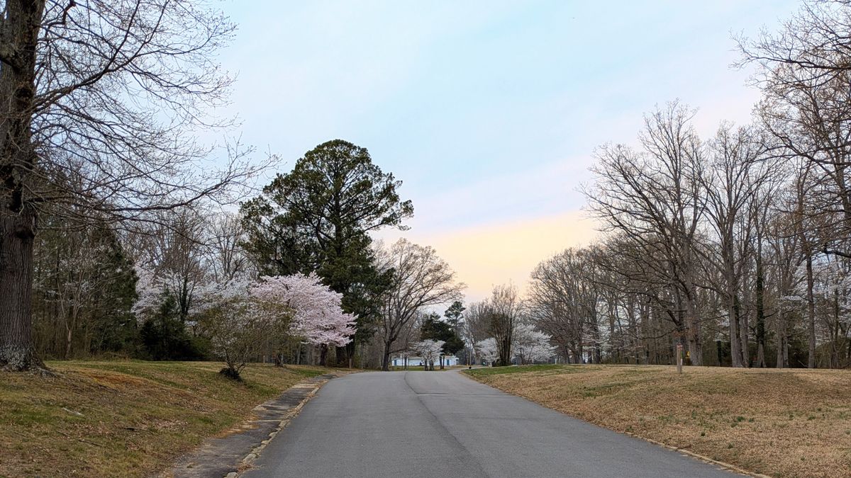 Cherry trees out in bloom late March 2025