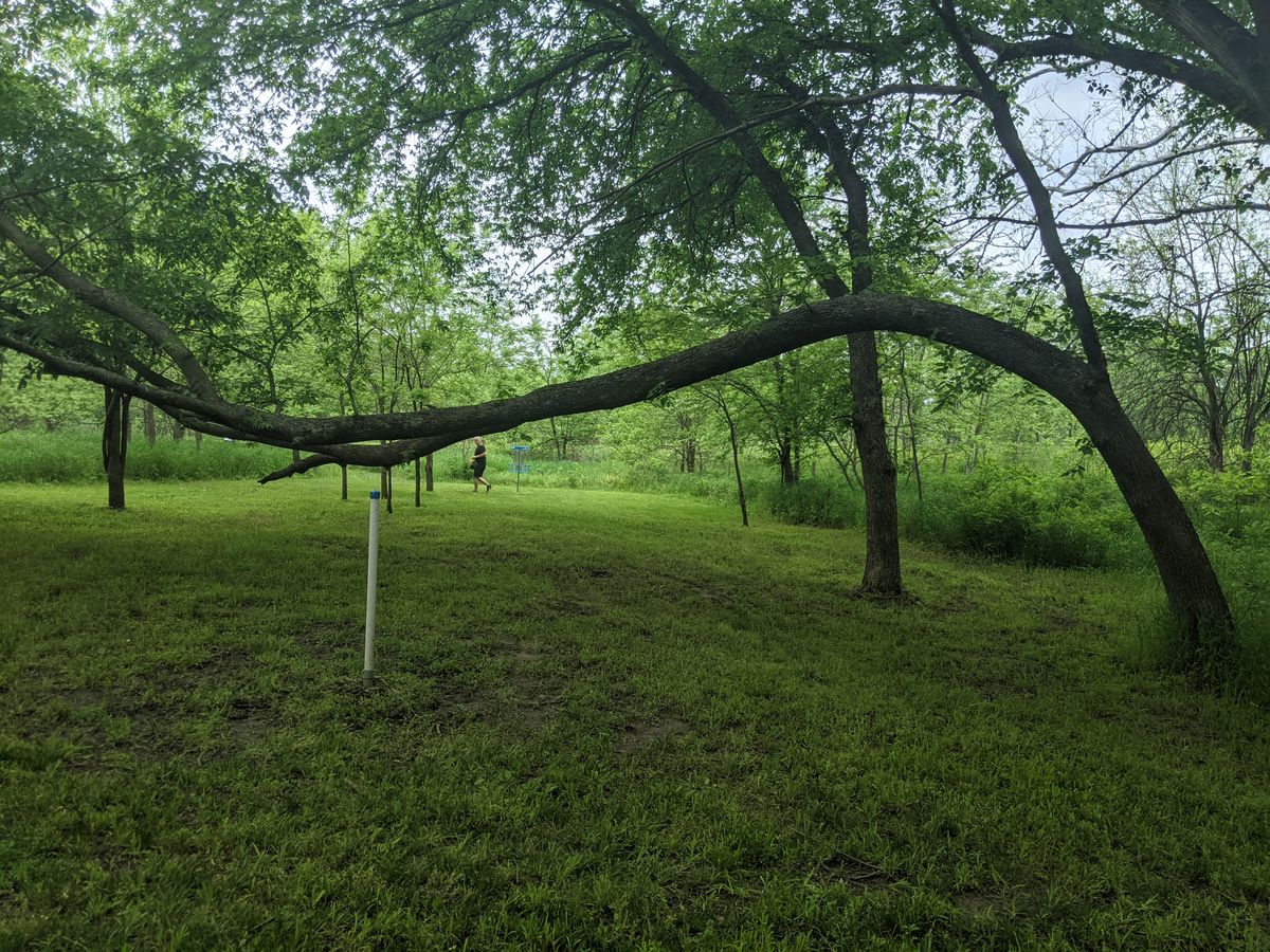 Cool old tree at #9 basket