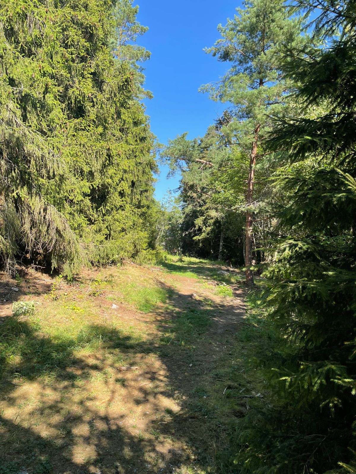 Hål 7 Tee. Korgen syns inte. Ligger skymd av träden i vänsterkanten.