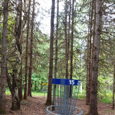 Putting on hole 15. 🌲🌲🌲🌲