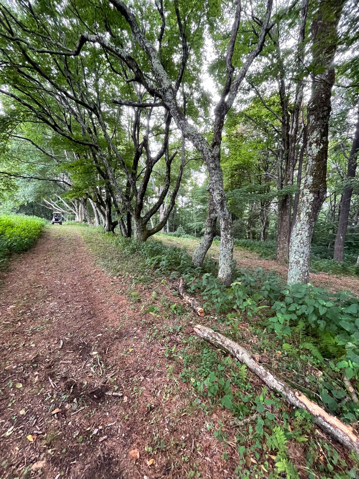 Hole 8 tunnel. Beautiful old hardwood frame this guarded fairway.