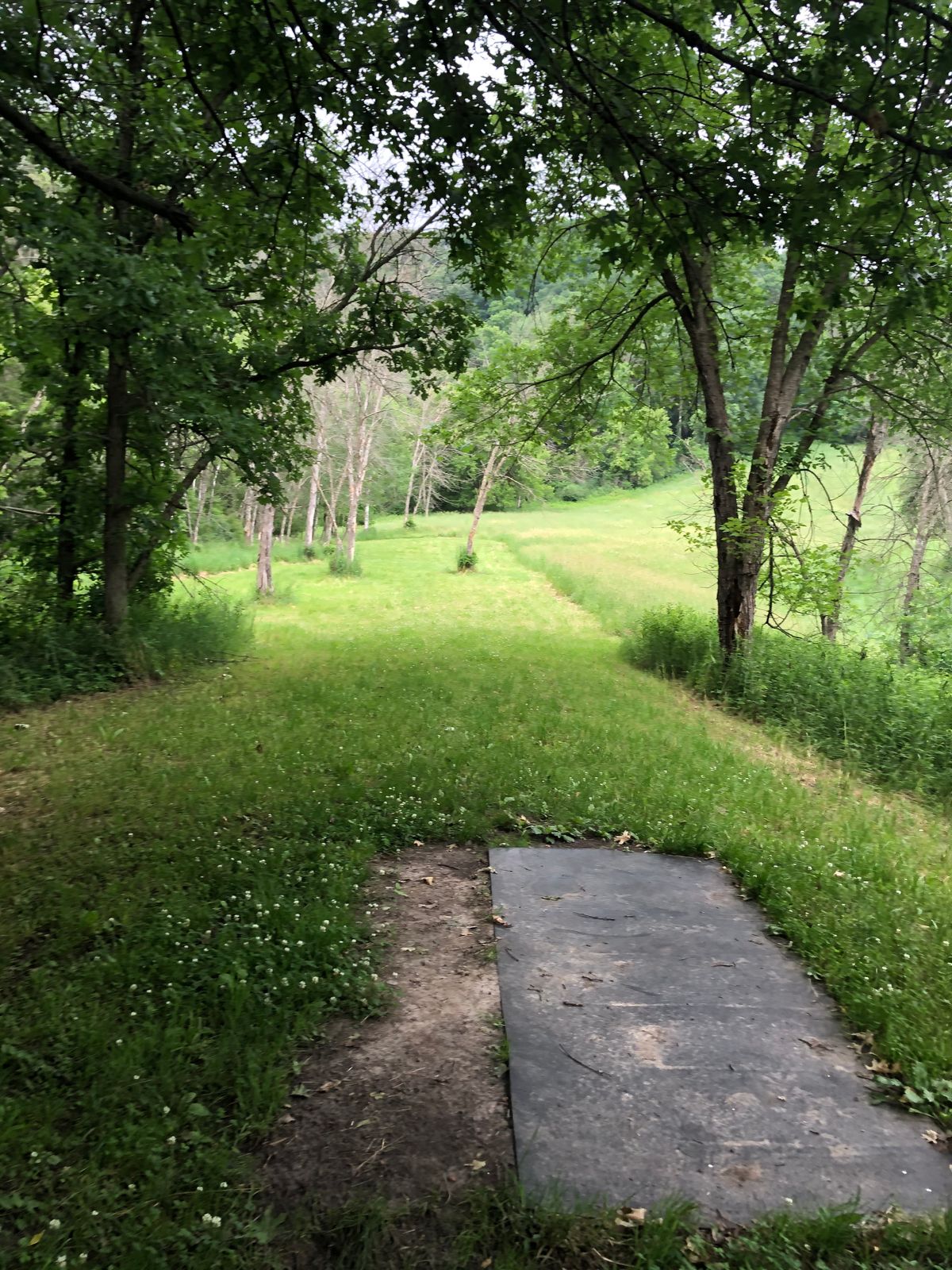 Hole 15, there is a disc hiding out in the rough on the right side.