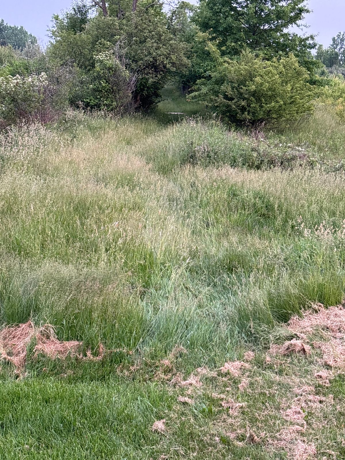 Entrance to hole 4 overgrown with tall grass 6/7/25