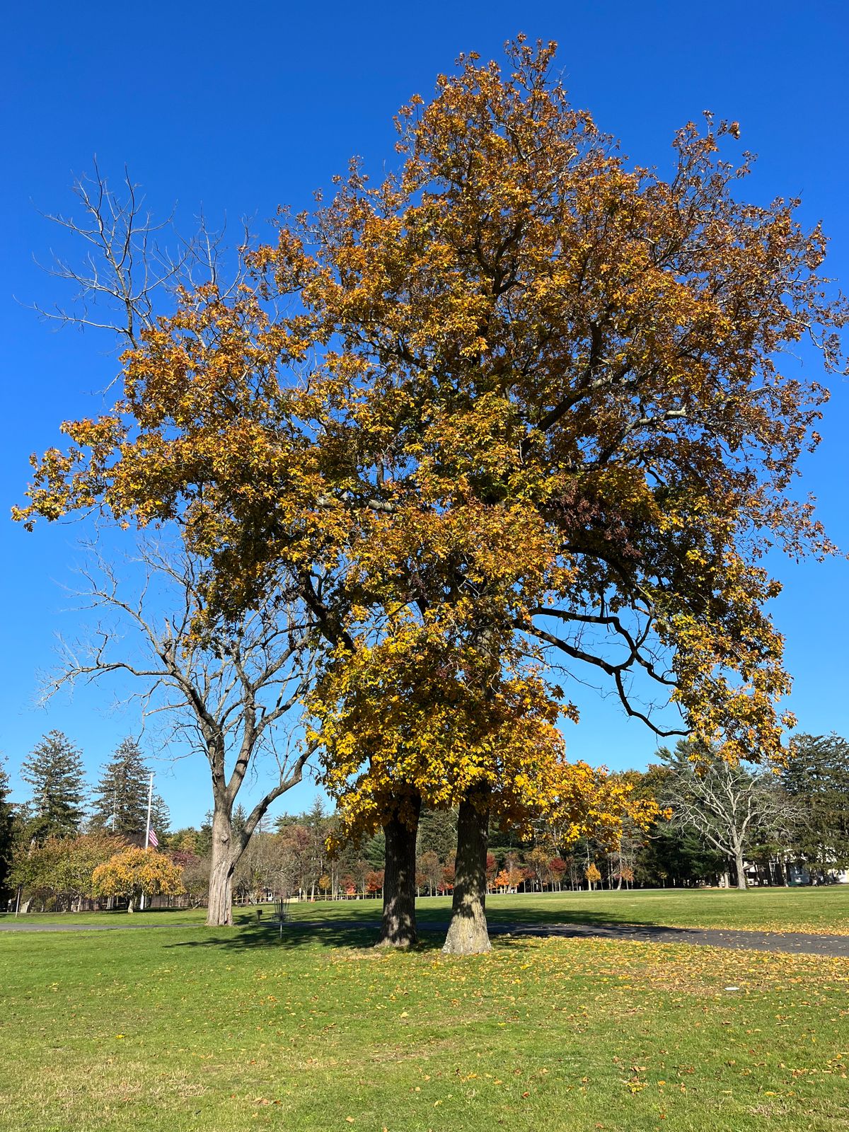 Hole 5: basket right next to this tree