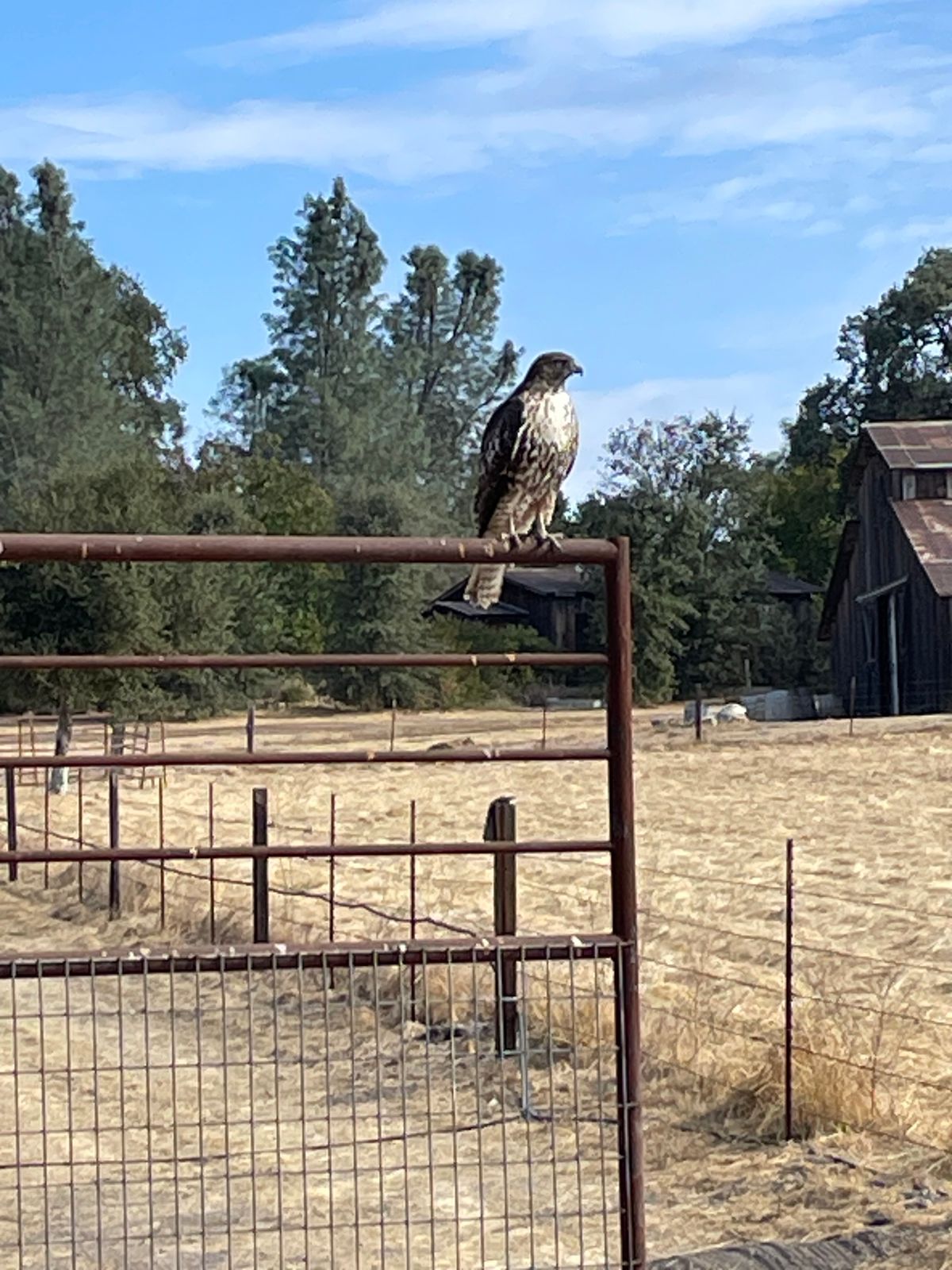 Hawks and Eagles are commonly seen at Whale Rock. This shot has the barn in the background that is used with a hanging basket inside during the annual Wine Down tournament.