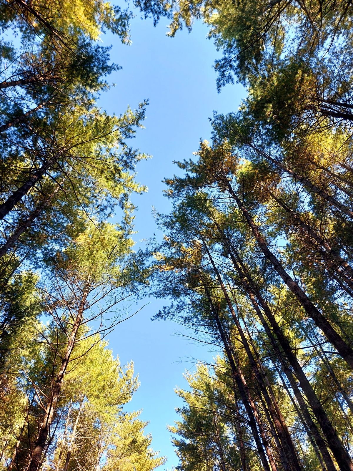 🌳 🌳 🌲 🌴