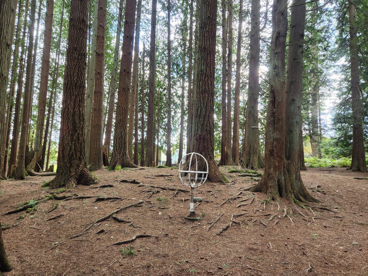 In the Old Growth trees