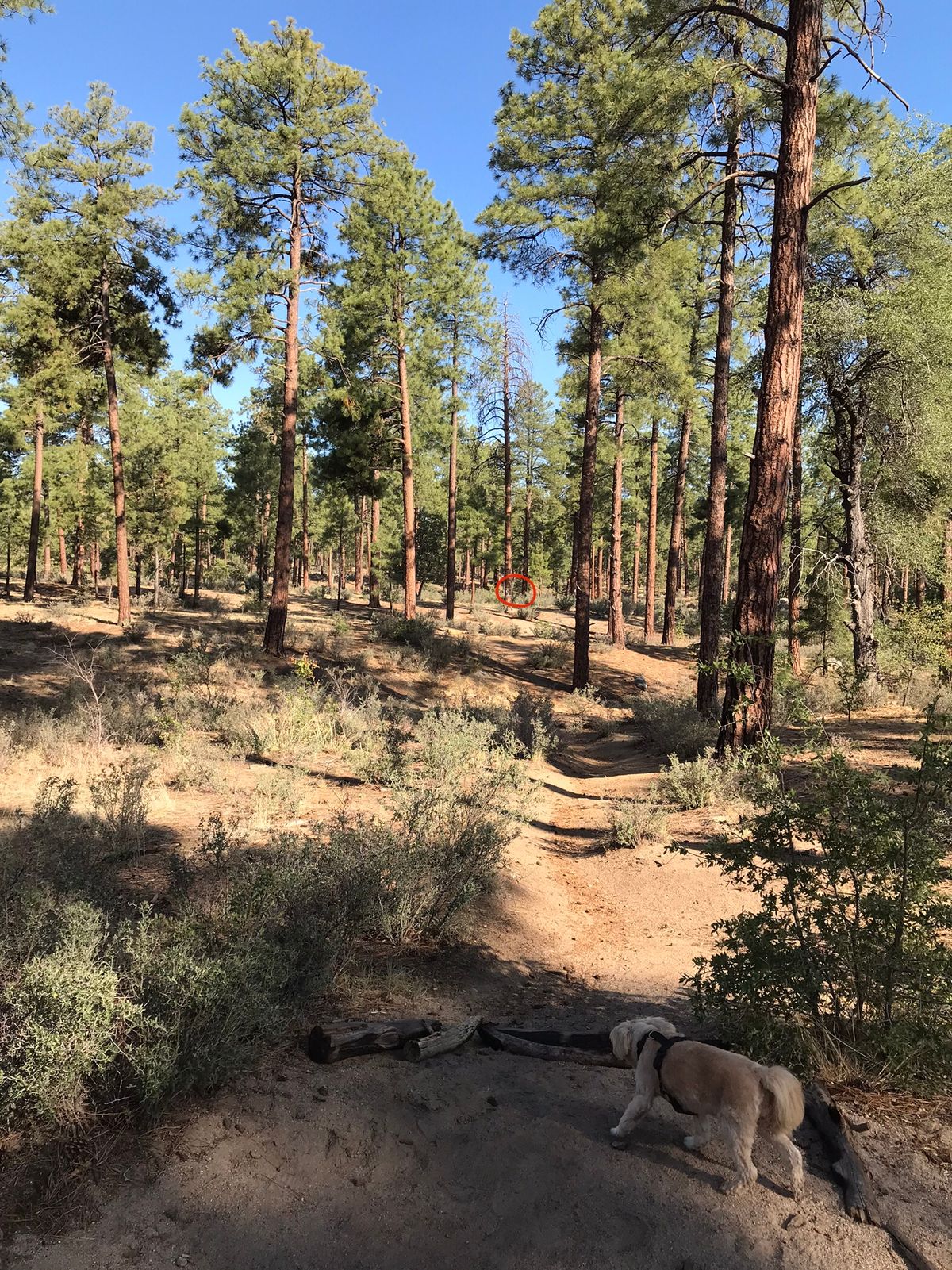 Tee 9