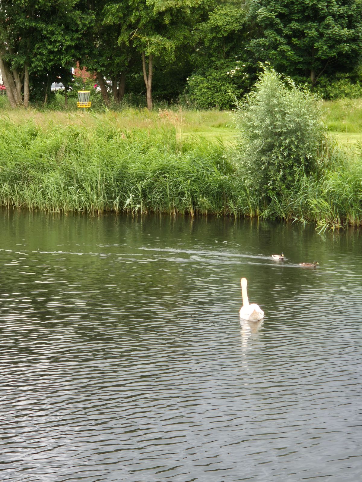 De zwaan