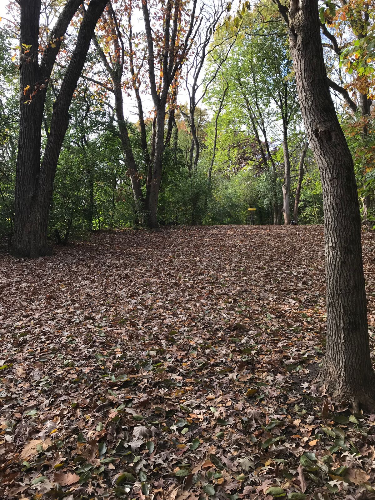 Hole 1 half way up hill toward basket.