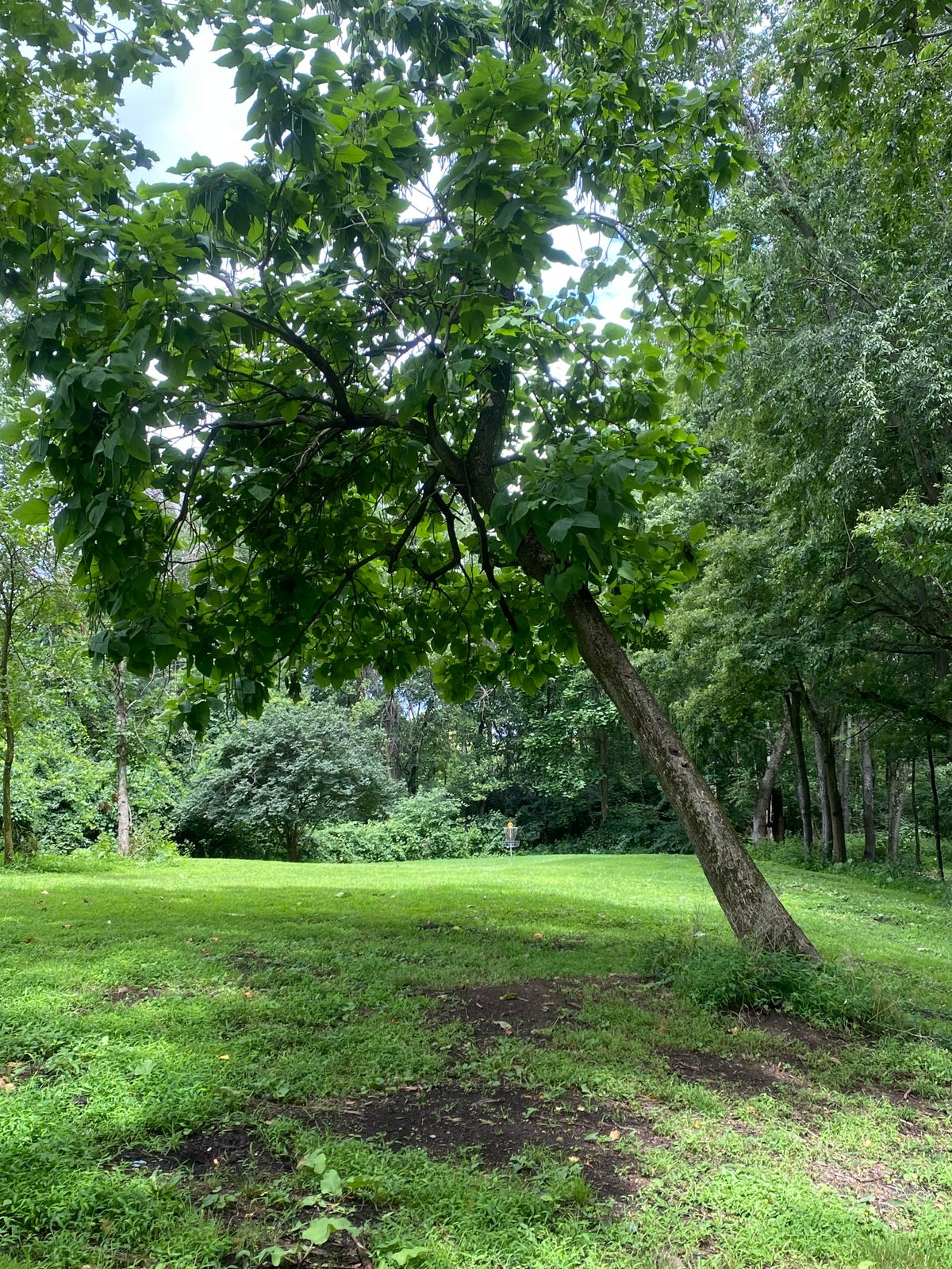 14 fairway