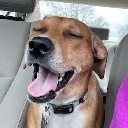 pancakehound