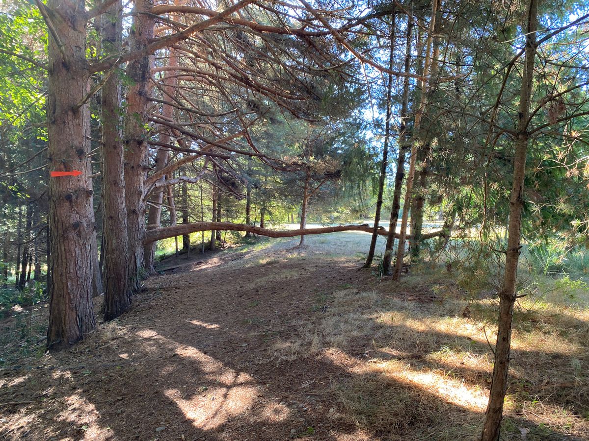 The horizontal limb is interesting. The hole bends hard to the left and downhill.