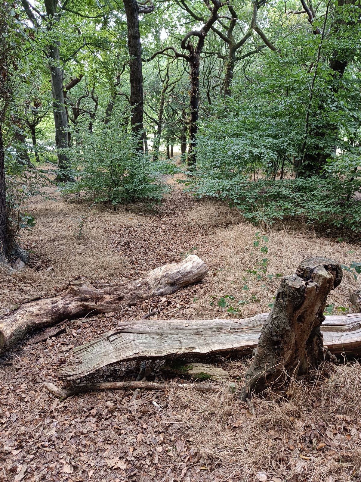 Four Stumps Hole 8 - All the way down!