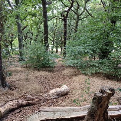 Four Stumps Hole 8 - All the way down!