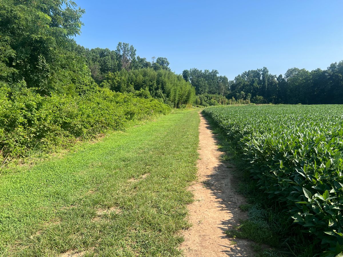 Hole 2 Fairway