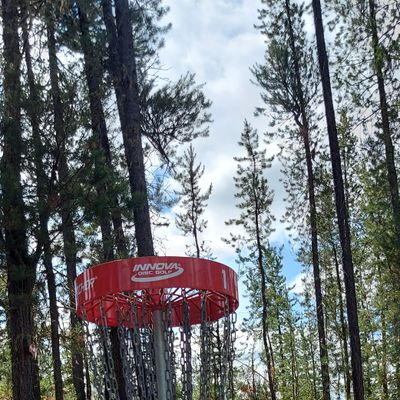 Putting to basket 1.🌲🌲🌲🌲