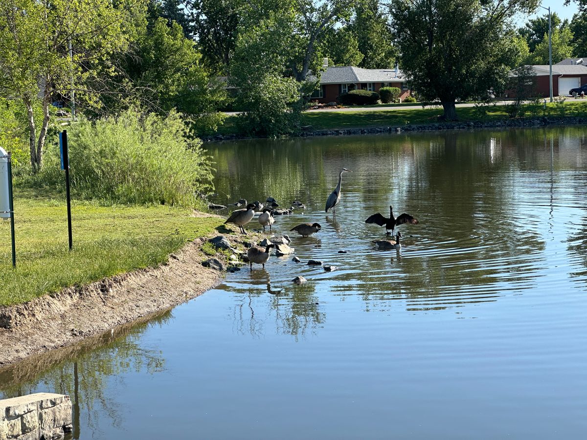 Loomiller Park lake is for the birds.