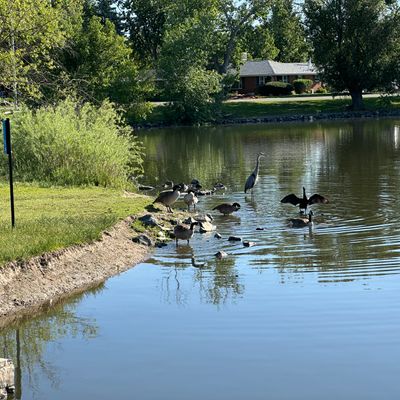 Loomiller Park lake is for the birds.