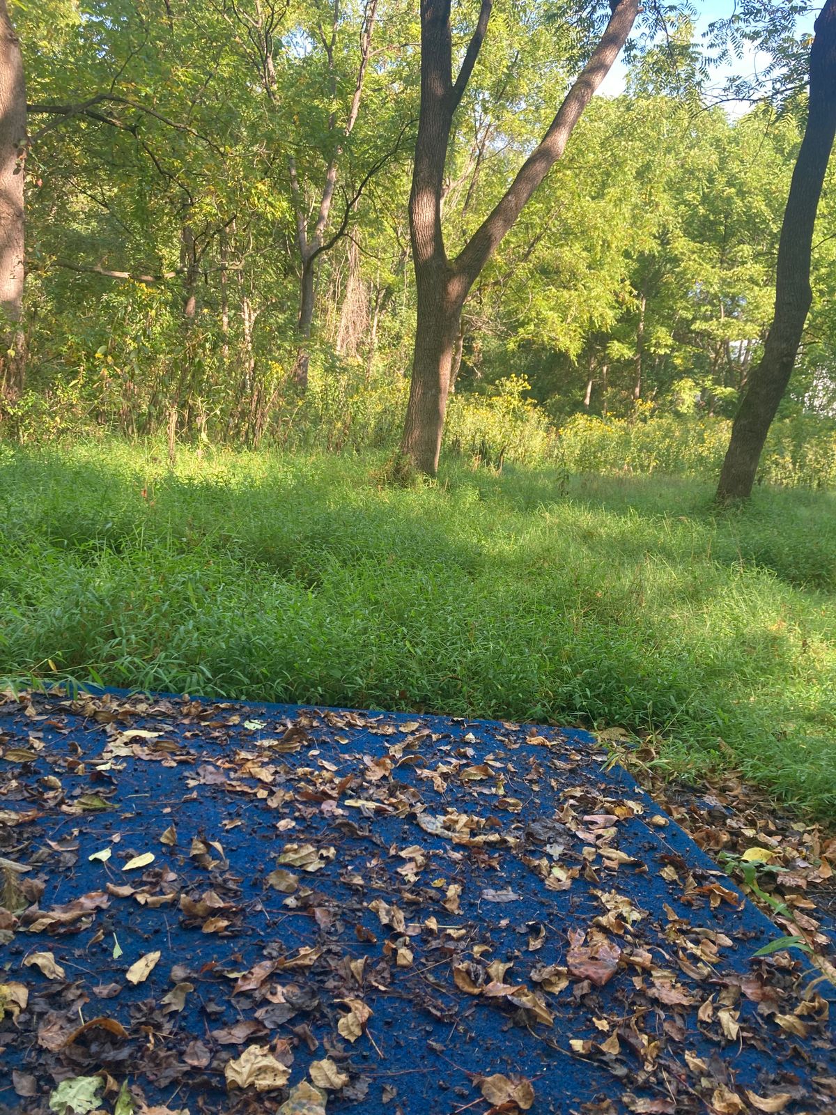 “Fairway” on hole 5. No clear path and cannot see basket.