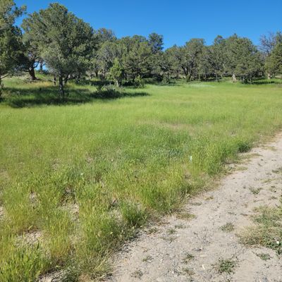 Nice greenery and lots of shade!
