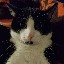 lennycat