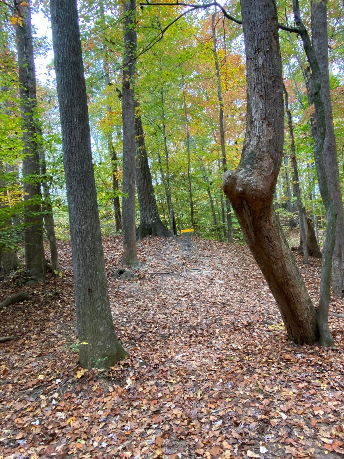 Hole 7 basket