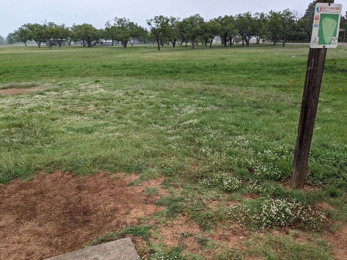 Tall grass as of 13 June.