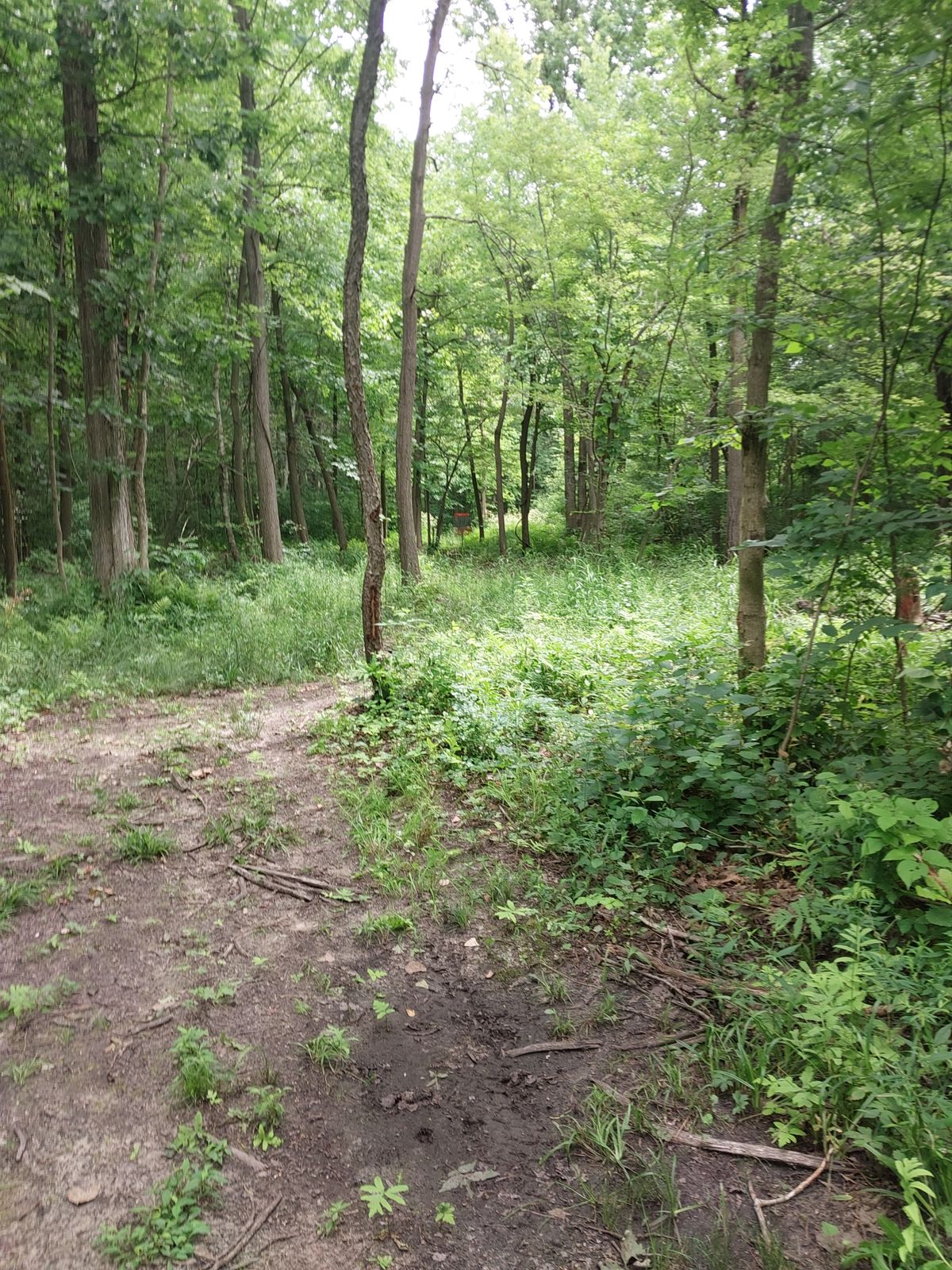 Wooded holes need mowing