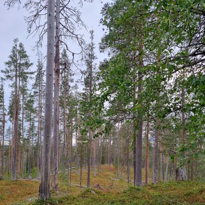 Väylä 10