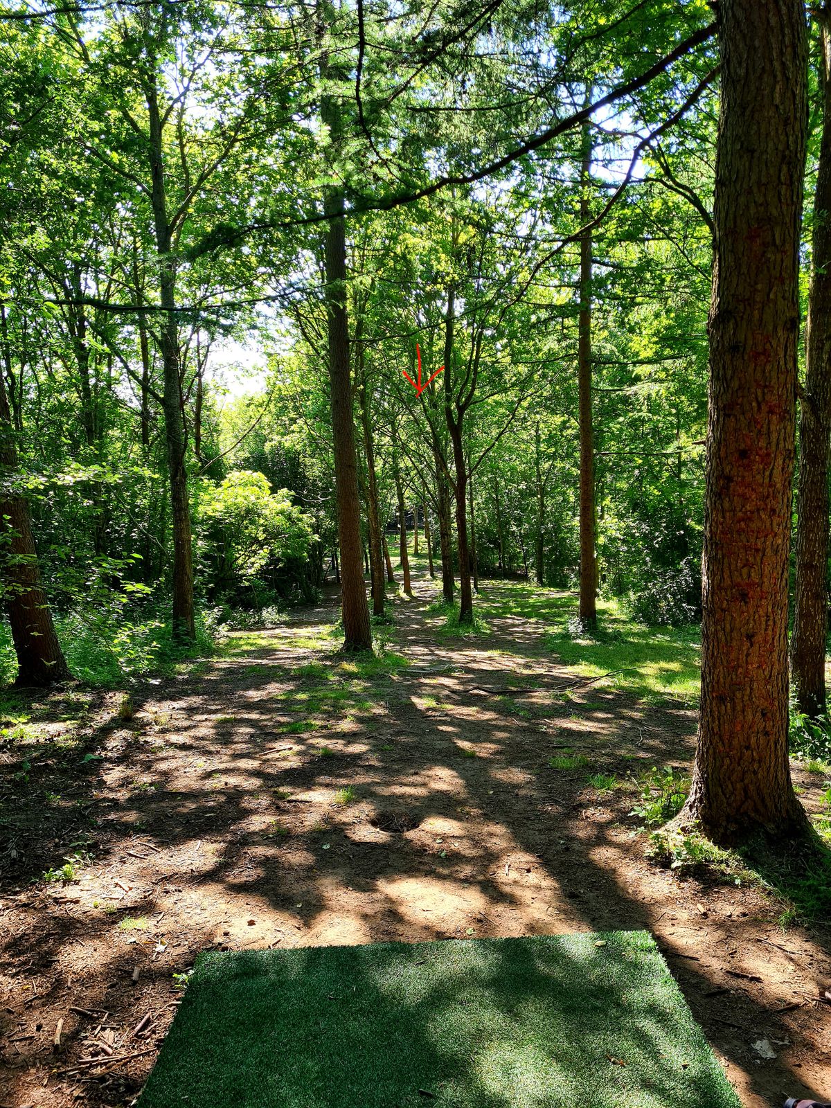 Hole 17, view from yellow tee. Basket hidden in the back.