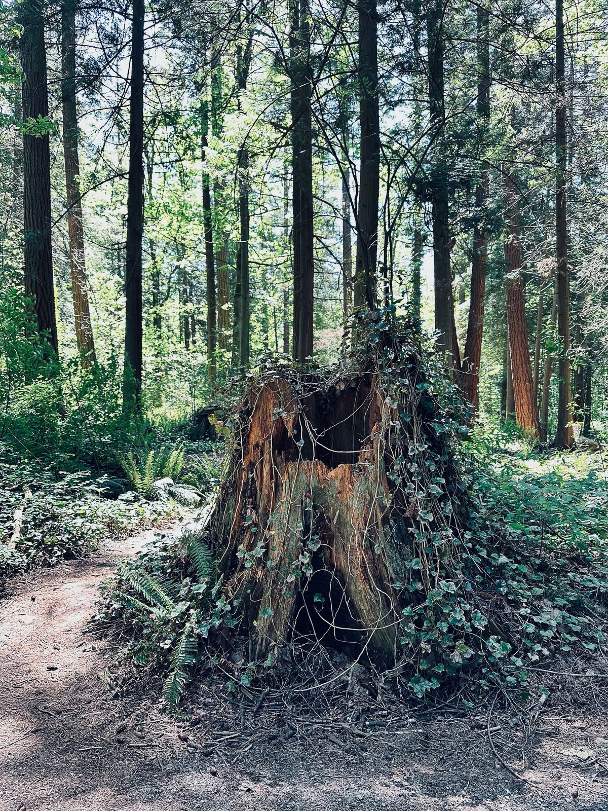 Lots of natural
