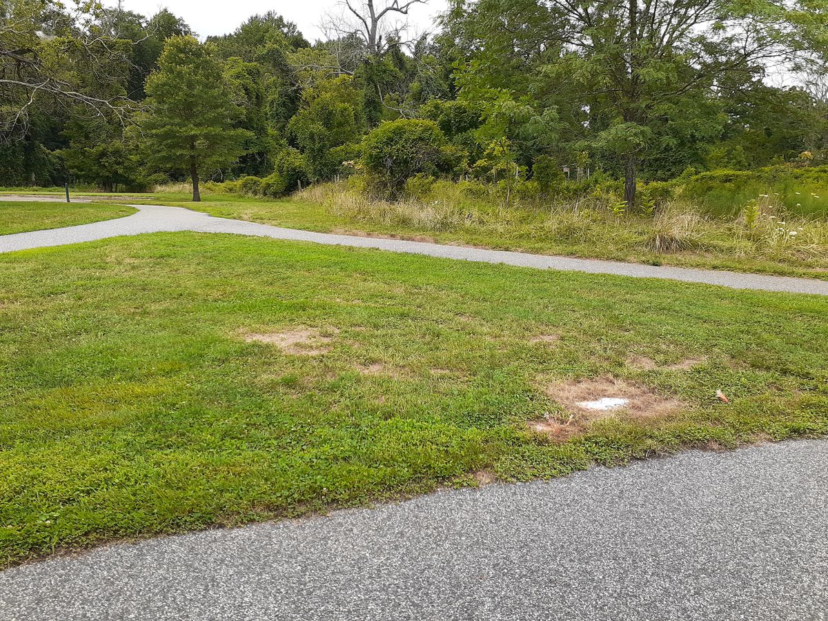 Hole 4 tee (basket follows the edge of the brush)