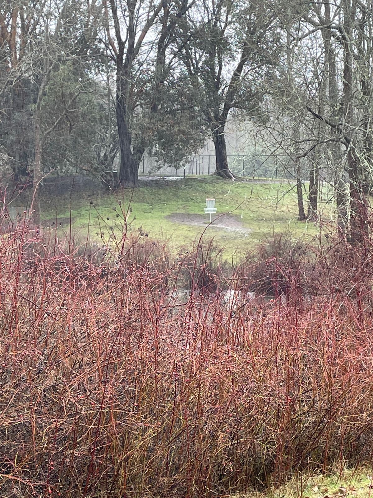 Hole 5 basket from across the pond