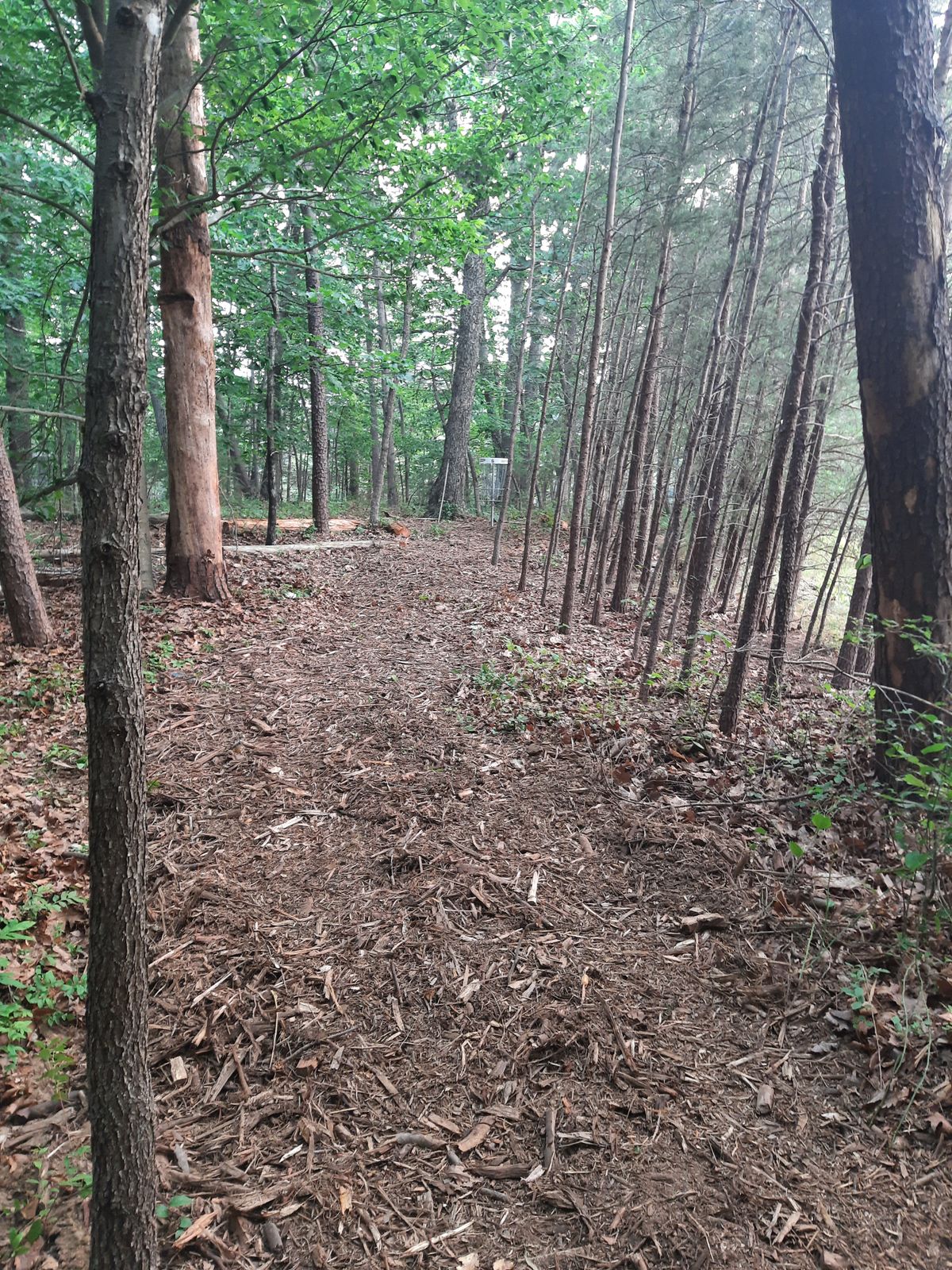 Hole 6 Fairway