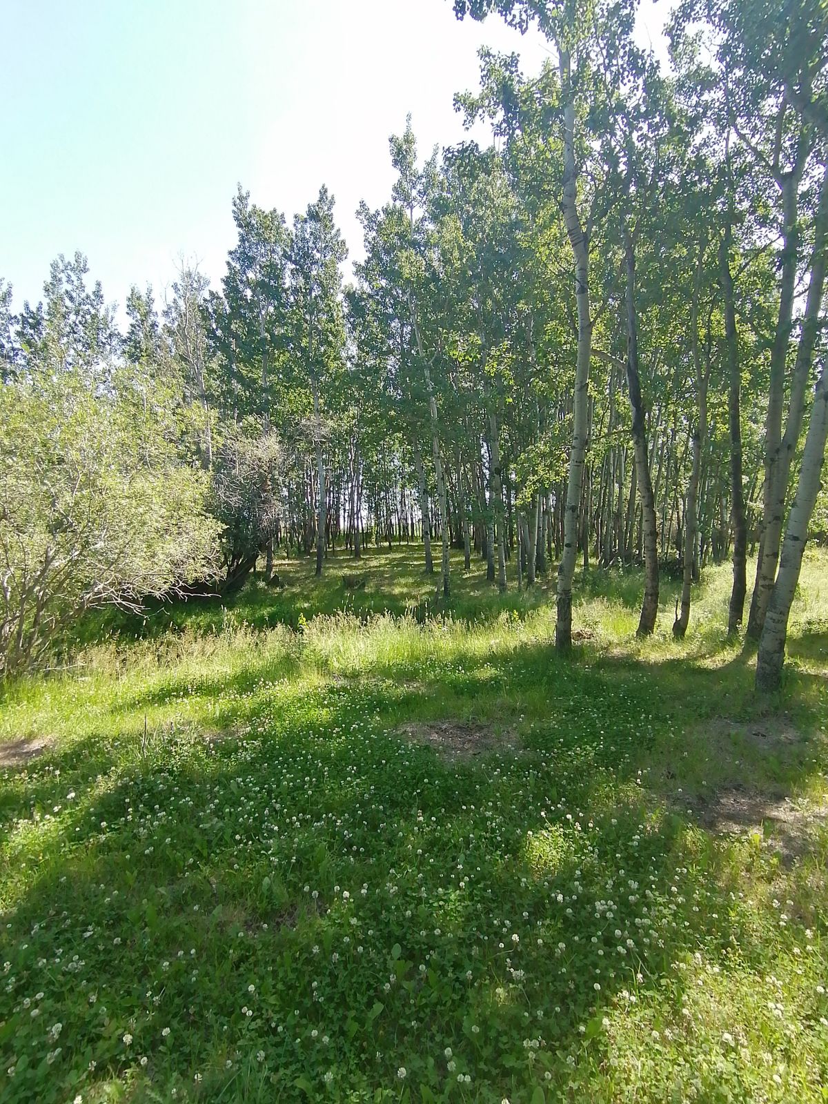 #13 looking back over OB creek beside mando (right hand side of frame looking back)